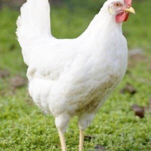 Utility / Farm & Backyard Favorites