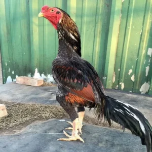 Gamefowl / Fighting Lines