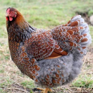 Hen