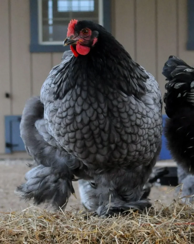 Blue Cochin: The Gentle Giant of the Poultry World