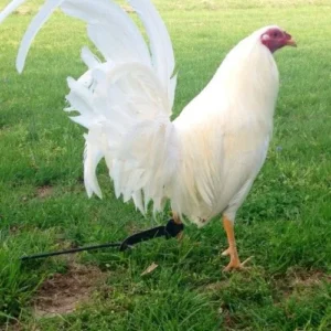Roosters